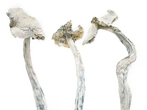 Avery Albino Cubensis Mushrooms - Image 1