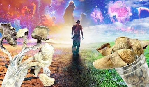 HOW MAGIC MUSHROOMS WILL CHANGE YOUR LIFE FOREVER