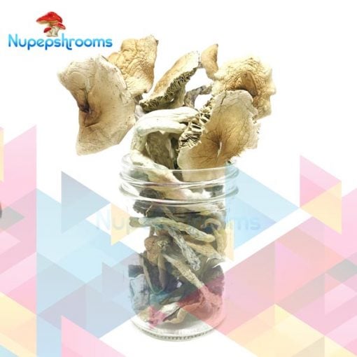 Buy African Transkei Mushrooms Online in Canada - Nupep Shrooms