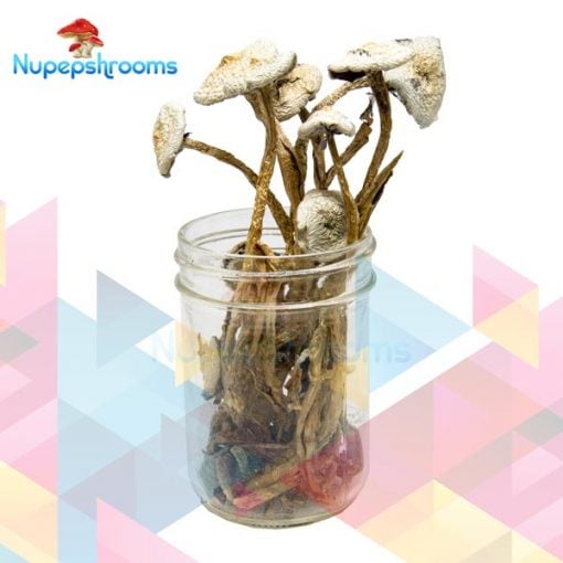 Buy Avery Albino Cubensis Mushrooms Online in Canada - Nupep Shrooms