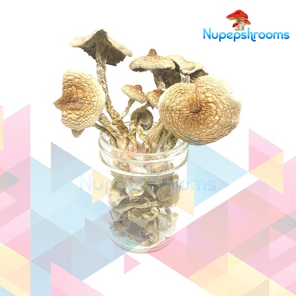 Buy B+ Cubensis Mushrooms Online in Canada - Nupep Shrooms