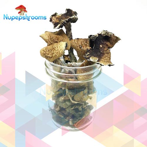 Buy Brazilian Magic Mushrooms Online in Canada - Nupep Shrooms