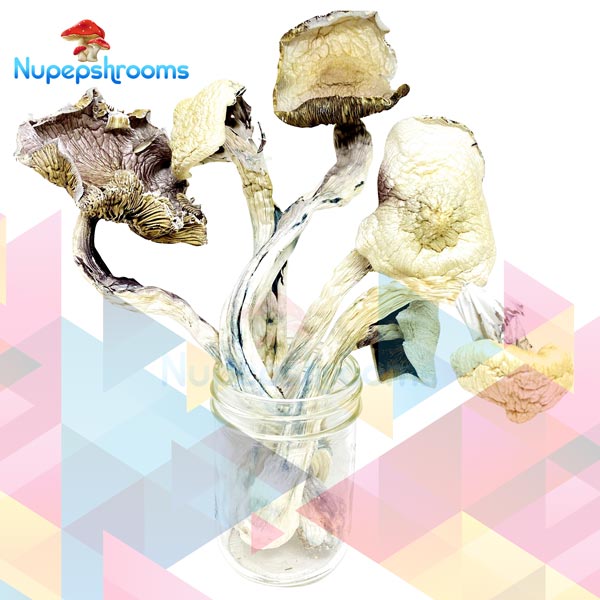 Buy GWM Great White Monsters Mushrooms Online in Canada - Nupep Shrooms
