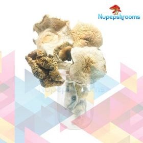 Buy Psilocybe Cubensis: Golden Teacher AAAA+ Mushrooms Online - Nupep Shrooms Dispensary Canada