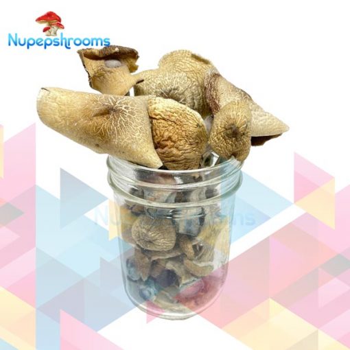 Buy NEW Burmese Psilocybe Cubensis Mushrooms Online in Canada - Nupep Shrooms