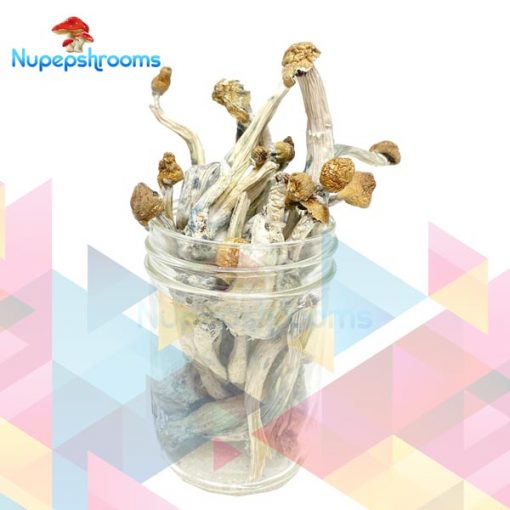 Buy NEW Penis Envy Mushrooms Online in Canada - Nupep Shrooms