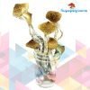 Buy NEW SyZygy Cubensis Mushrooms Online in Canada - Nupep Shrooms