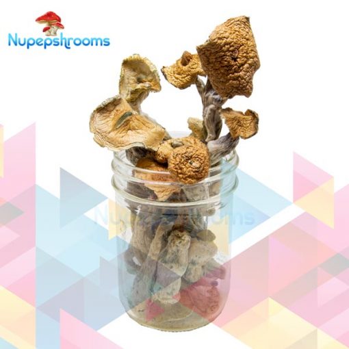 Buy Premium Penis Envy Magic Mushrooms Online in Canada - Nupep Shrooms