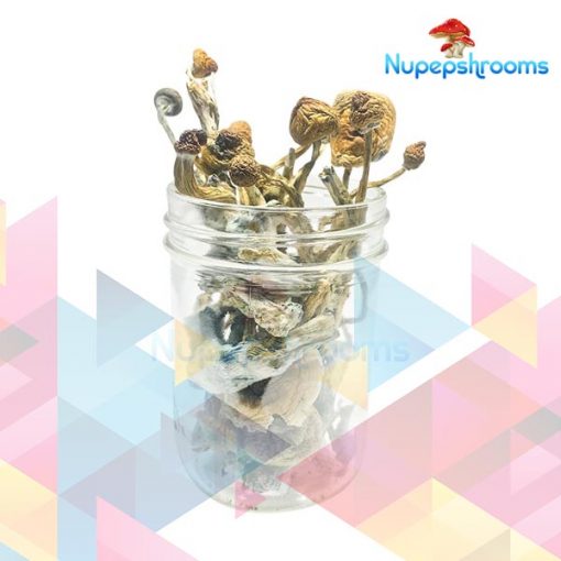 Buy Transkei Cubensis Mushrooms Online - Nupep Shrooms Dispensary Canada