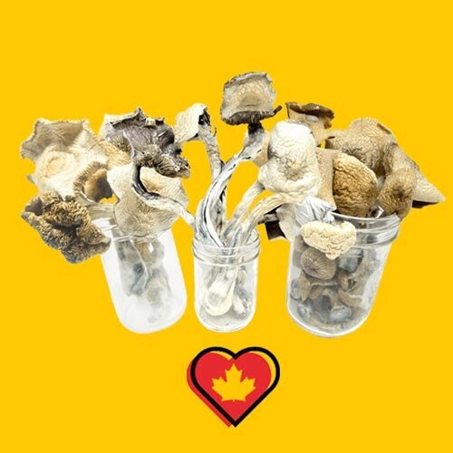 Nupep Shrooms Dispensary Microdoses are loved Canada Wide!