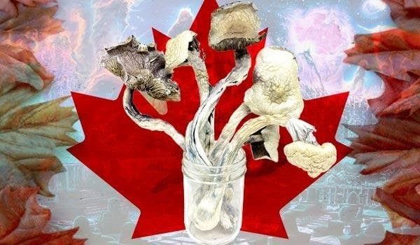 Why you should buy your magic mushrooms in Canada - Nupep Shrooms Dispensary