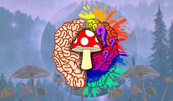 Magic Mushrooms: What Effects Do They Have On My Brain - Nupep Shrooms Dispensary