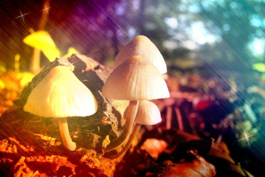 What Are The Best Ways To Take Magic Mushrooms? - Nupep Shrooms