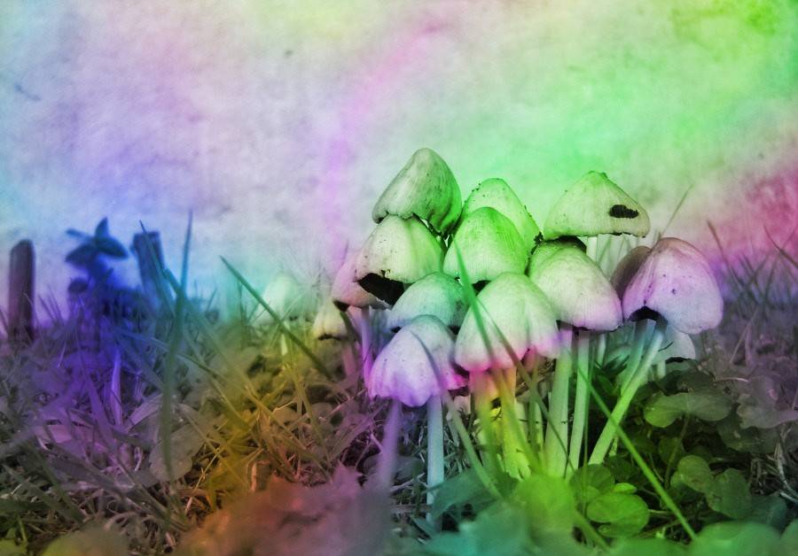 What Are The Best Ways To Take Magic Mushrooms? - Nupep Shrooms