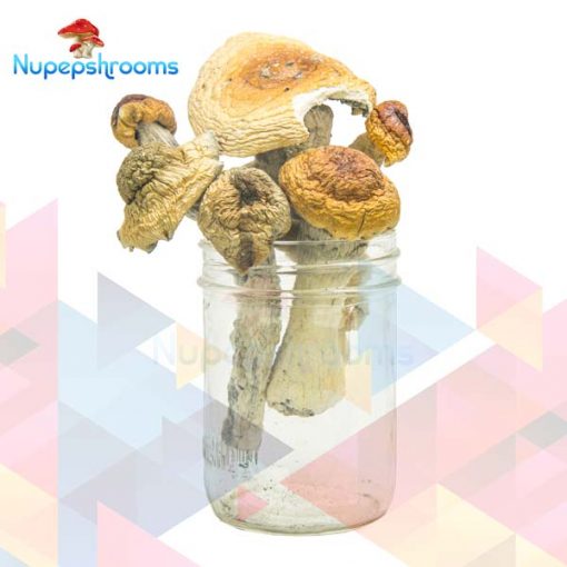 Buy Jack Frost Magic Mushrooms Online in Canada - Nupep Shrooms