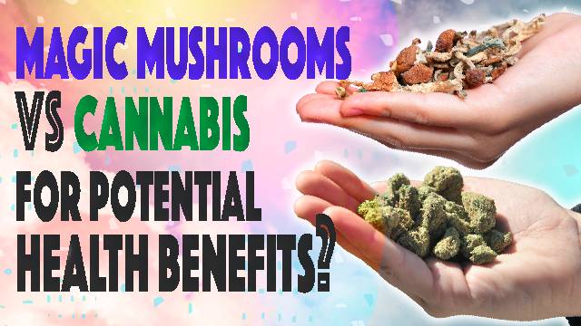 Magic Mushrooms Vs Cannabis For Potential Health Benefits