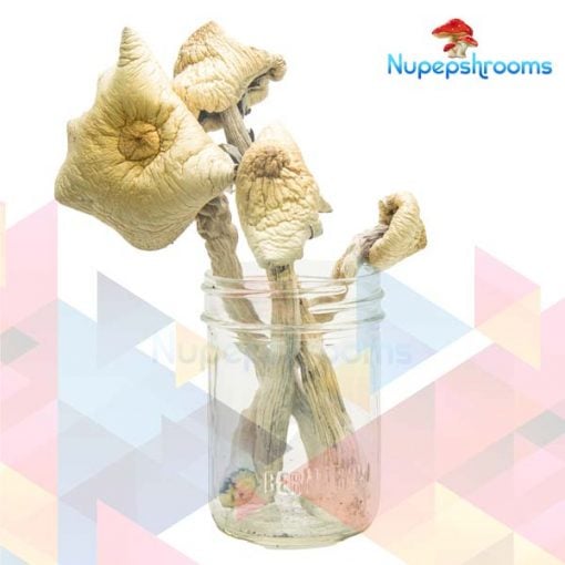 Buy Orissa Magic Mushrooms Online in Canada - Nupep Shrooms