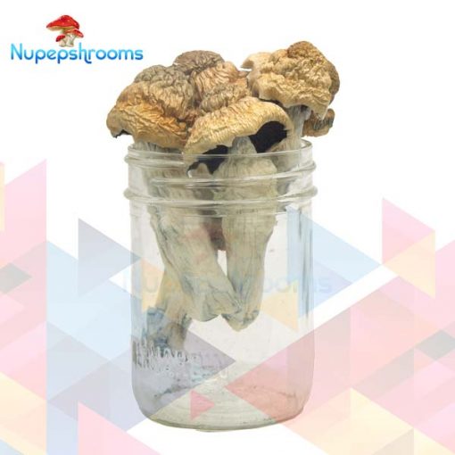 Buy Premium Tri-Colour PE Magic Mushrooms Online in Canada - Nupep Shrooms