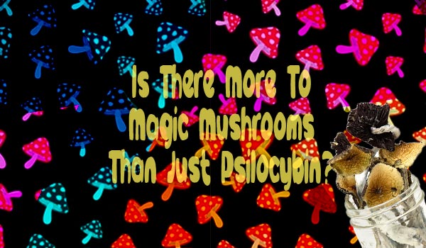 Is There More To Magic Mushrooms