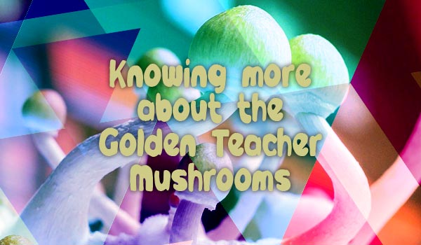 About Golden Teacher Mushrooms