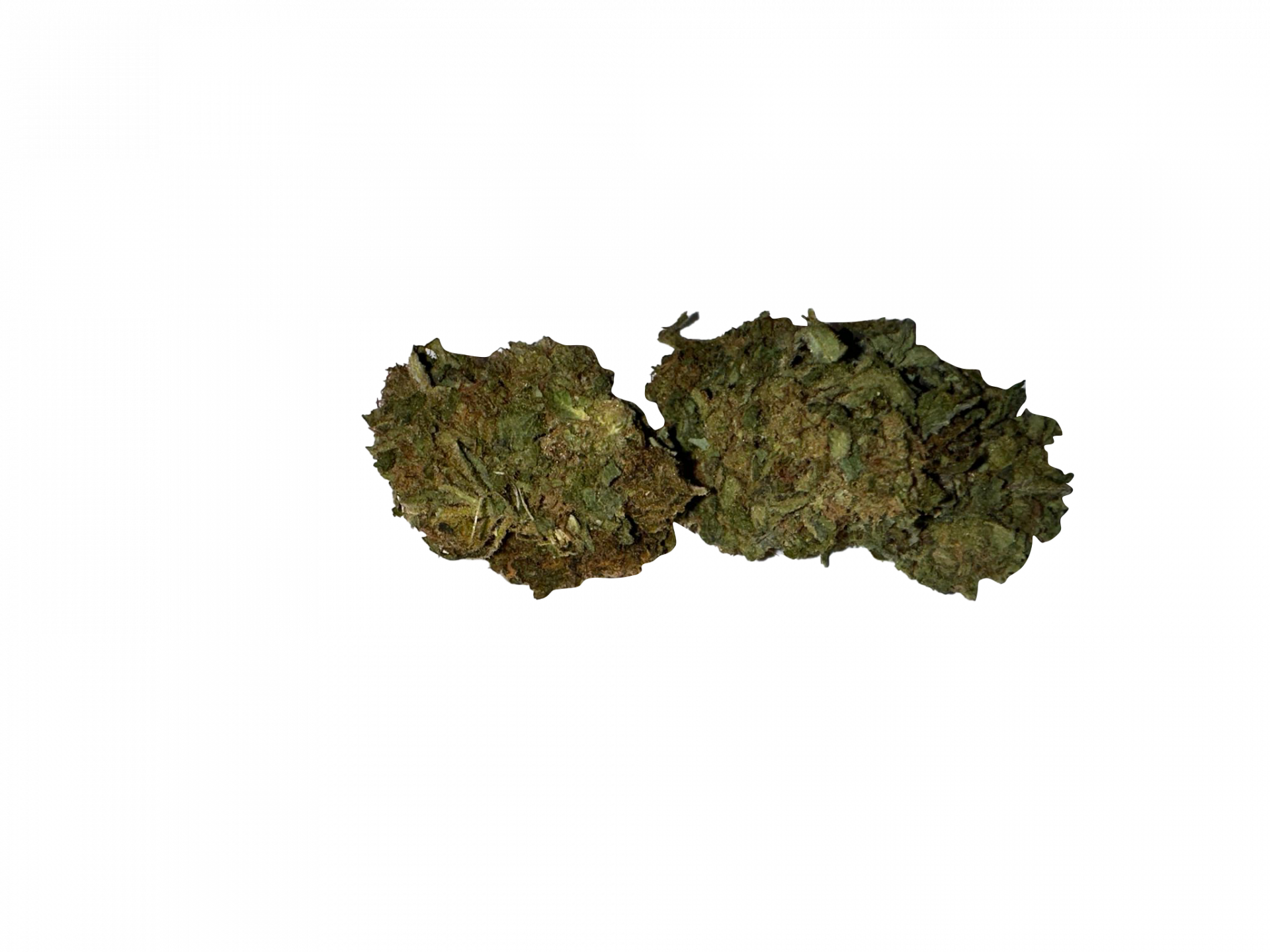 BLOW OUT SALE Afghan Indica