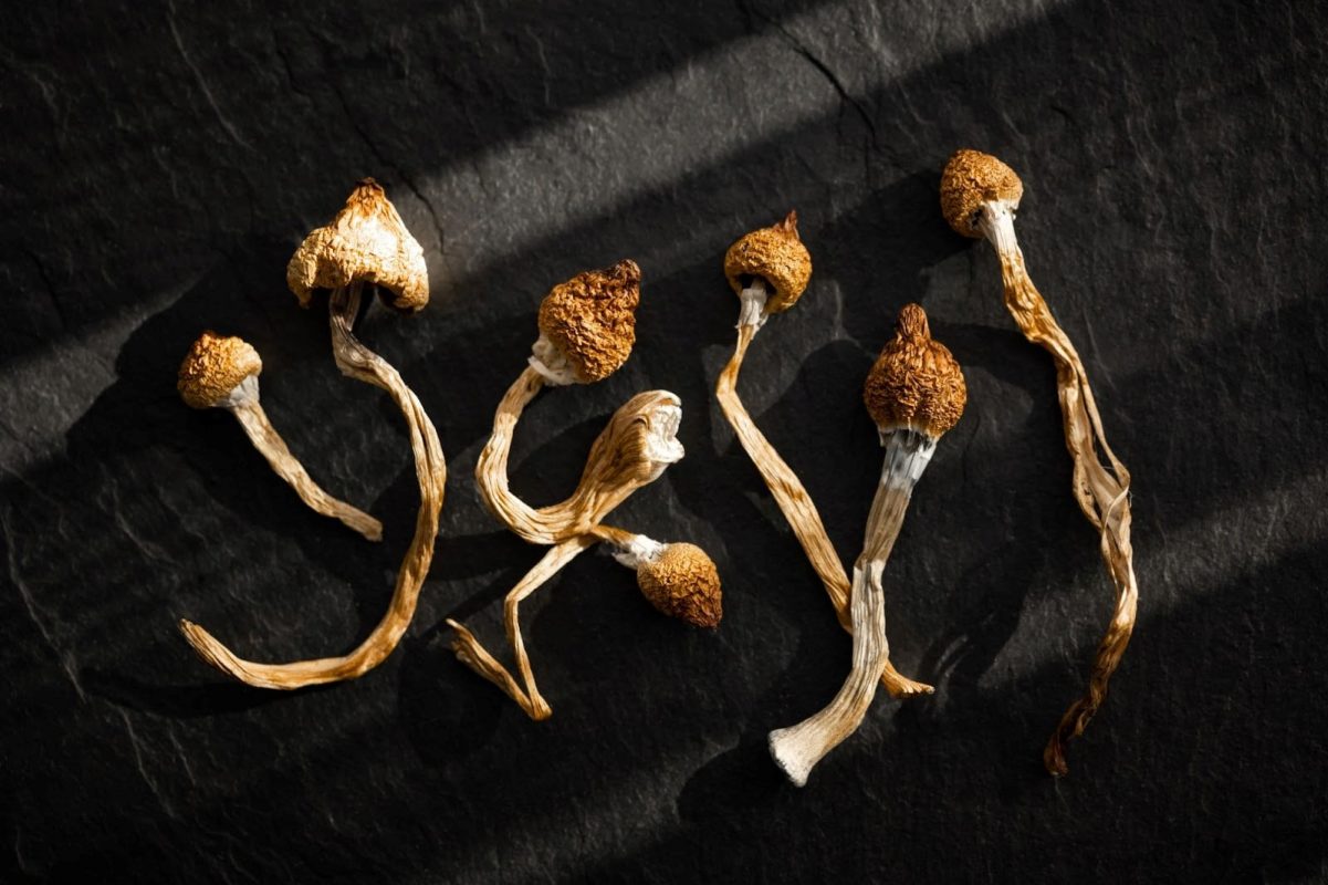 Magic mushrooms, also known as shrooms or psychedelic mushrooms, contain psychoactive compounds such as psilocybin and psilocin. These compounds are responsible for the hallucinogenic effects experienced by users. Whether you're a seasoned user or someone curious about these mystical fungi, understanding how to properly store them and their shelf life is crucial. This article explains the factors that affect the longevity of magic mushrooms, signs of spoilage, and best practices for storage. Magic Mushrooms: Nature's Favorite Hallucinogen Magic mushrooms refer to various species of fungi containing psilocybin and psilocin, which are naturally occurring hallucinogens. These compounds interact with serotonin receptors in the brain, altering perception, mood, and cognition. Psilocybin mushrooms are commonly found in the Psilocybe genus, with species like Psilocybe cubensis being particularly popular due to their potency and availability. Why Trust Nupep Shrooms for Magic Mushroom Delivery? Nupep Shrooms is your trusted partner for exploring the transformative effects of magic mushrooms. Our expertise ensures a reliable source for premium psychedelic experiences, tailored to enhance personal growth and well-being: Quality Assurance: We prioritize sourcing only the highest quality psychedelic mushrooms, ensuring purity and potency in every product. Customer Satisfaction: Our commitment to exceptional customer service guarantees a seamless ordering experience from purchase to delivery. Discreet Packaging: We prioritize your privacy with discreet packaging, ensuring your magic mushroom delivery arrives safely and securely. Explore shroom products online Shelf Life of Magic Mushrooms The shelf life of magic mushrooms depends on several factors, primarily storage conditions and the initial quality of the mushrooms. Fresh shrooms and dried shrooms have different shelf lives, with dried shrooms lasting longer than the freshest mushrooms on the market. Fresh Mushrooms: Typically, fresh mushrooms can be stored for 2-3 weeks in a refrigerator. Beyond this, they start to lose potency rapidly. Dried Mushrooms: Properly dried and stored mushrooms can retain their potency for 6-12 months or even longer under ideal conditions. 4 Factors That Influence Shroom Shelf Life The shelf life of hallucinogenic mushrooms hinges on several crucial factors. From the potency of their psychoactive compounds like psilocybin to the impact of drying methods on their longevity, understanding these influences is key to maximizing the effects of this natural substance and ensuring safe psychedelic experiences. Moisture Content: Impact on Shelf Life and Spoilage Moisture content is a critical factor influencing the shelf life and safety of magic mushrooms. Excess moisture can lead to mold growth, significantly reducing the shelf life of magic mushrooms. Proper drying techniques are crucial to prevent spoilage by reducing the water content to a safe level. This process involves air-drying or using desiccants like silica gel to absorb moisture effectively, preserving the potency of psychoactive compounds such as psilocybin and psilocin. Air Exposure: Effects on Psychoactive Compounds Air exposure, particularly to oxygen, poses a significant threat to the integrity of psychoactive compounds found in magic mushrooms. Oxidation can degrade these compounds over time, diminishing their potency and affecting the psychedelic experience. Storing magic mushrooms in airtight containers, such as glass jars or vacuum-sealed bags, helps maintain potency by minimizing oxygen exposure and reducing the risk of chemical breakdown. Temperature: Effects on Long-Term Storage Temperature plays a pivotal role in the storage of magic mushrooms, influencing their longevity and potency. Extreme temperatures, both hot and cold, can accelerate chemical reactions within the mushrooms, hastening the degradation of psychoactive compounds like psilocybin and psilocin. It is crucial to maintain moderate temperatures between 15-25°C (59-77°F) to preserve the quality of magic mushrooms over an extended period. Temperature fluctuations should be avoided to prevent stress on the mushrooms and ensure consistent potency. Light: Impact on Psilocybin Stability Light exposure, especially sunlight, can significantly impact the stability of psilocybin in magic mushrooms. Psilocybin is photosensitive and degrades when exposed to light, particularly UV radiation, which accelerates this process. Storing magic mushrooms in dark, opaque containers is essential to prevent light-induced degradation. Opaque materials shield mushrooms from UV rays and visible light, preserving psilocybin's potency and ensuring a reliable psychedelic experience. How to Properly Store Your Magic Mushrooms Proper storage practices, including thorough drying, selecting appropriate storage containers, and controlling storage temperature, are essential for maximizing the longevity and quality of magic mushrooms. By following these guidelines, users can ensure a safer and more reliable psychedelic experience, free from degradation and potential health risks associated with improperly stored mushrooms. Drying Proper drying of magic mushrooms is crucial to maximize their shelf life and potency. After harvesting, mushrooms should be dried thoroughly to reduce moisture content. This process typically involves air-drying in a well-ventilated area or using a food dehydrator set to a low temperature. Ensuring that both the stems and caps are crisp is essential, as residual moisture can lead to mold growth and diminish the psychedelic effects of the mushrooms over time. Storage Containers Choosing the right storage containers is vital for preserving the quality of magic mushrooms. Once dried, mushrooms should be stored in airtight containers such as glass jars or vacuum-sealed bags. These containers prevent moisture absorption, which can degrade psilocybin and psilocin, the active compounds responsible for their hallucinogenic properties. Additionally, storing mushrooms in opaque containers or bags helps shield them from light, further preserving their potency and preventing degradation. Temperature Control Temperature control is critical to extending the shelf life of magic mushrooms. It is recommended to store them in a cool, dark environment to maintain potency. Avoid storing mushrooms in places prone to temperature fluctuations, such as refrigerators or freezers, as this can cause condensation inside containers when opened. Consistently maintaining a stable temperature helps prevent moisture buildup and ensures the mushrooms retain their psychedelic effects and potency. Signs of Shroom Spoilage Recognizing spoiled magic mushrooms is essential to avoid adverse effects. Here are some key signs of contamination to look out for to ensure you are taking the safest approach to shroom consumption: Visible Mold: Mold growth indicates contamination and should be discarded immediately. Odor: Spoiled mushrooms may have a foul or musty smell. Texture: Mushrooms should remain crisp when properly dried. Softness or sponginess can indicate moisture absorption. What do magic mushrooms taste like? What Happens if Magic Mushrooms Have Gone Bad? Understanding the potential consequences of gone-off drugs like shrooms underscores the importance of proper storage and usage practices for magic mushrooms. Ensuring mushrooms are dried, stored in appropriate containers, and kept in stable conditions not only preserves their potency but also minimizes the risk of negative outcomes during psychedelic experiences. Reduced Potency: Over time, the psychoactive compounds such as psilocybin and psilocin in magic mushrooms degrade. This reduction in potency over time means that users may not experience the desired psychedelic effects they expect from fresh mushrooms. The diminished potency can lead to disappointment during shroom trips and may prompt individuals to take higher doses, increasing the risk of negative effects. Increased Risk of Bad Trips: Degraded magic mushrooms can contribute to unpredictable and negative experiences known as bad trips. These may include heightened anxiety, paranoia, and sensory distortions that are overwhelming. The chance of having a bad trip is heightened when mushrooms have lost their potency, as users may ingest higher quantities to compensate for reduced effects. Physical and Psychological Discomfort: Consuming mushrooms that have gone bad can lead to adverse physical effects such as nausea, vomiting, and changes in body temperature. Psychologically, users might experience confusion, disorientation, or an inability to distinguish reality from hallucinations. These negative effects can exacerbate feelings of euphoria and alter perceptions in unpredictable ways. Health Risks: Ingesting degraded magic mushrooms may pose health risks beyond psychological discomfort. While rare, consuming spoiled mushrooms can lead to allergic reactions or gastrointestinal distress. Additionally, the ingestion of mold or other contaminants that may grow on improperly stored mushrooms can lead to more severe health issues. Unpredictable Drug Interactions: As mushrooms degrade, their chemical composition can change, potentially interacting unpredictably with other substances. This includes medications or drugs that users may also be taking, leading to amplified or dangerous effects. The altered composition of degraded mushrooms increases the risk of adverse reactions and underscores the importance of consuming only properly stored and fresh mushrooms. Buy Quality Magic Mushroom Products Online At Nupep Shrooms, we offer a diverse range of psychedelic mushroom products tailored to enhance your experience. Our selection harnesses the therapeutic effects of Psilocybe mushrooms, delivering a variety of options to suit different preferences and needs. Our diverse shroom product range includes: Dried Shrooms Micro Dose Ultimate Stacks Magic Mushroom Tea Samplers Bulk Shrooms Whether you're exploring the profound effects of shrooms for personal growth or seeking therapeutic benefits, our products are crafted to provide a safe and transformative journey into the world of psychedelics. Shop online