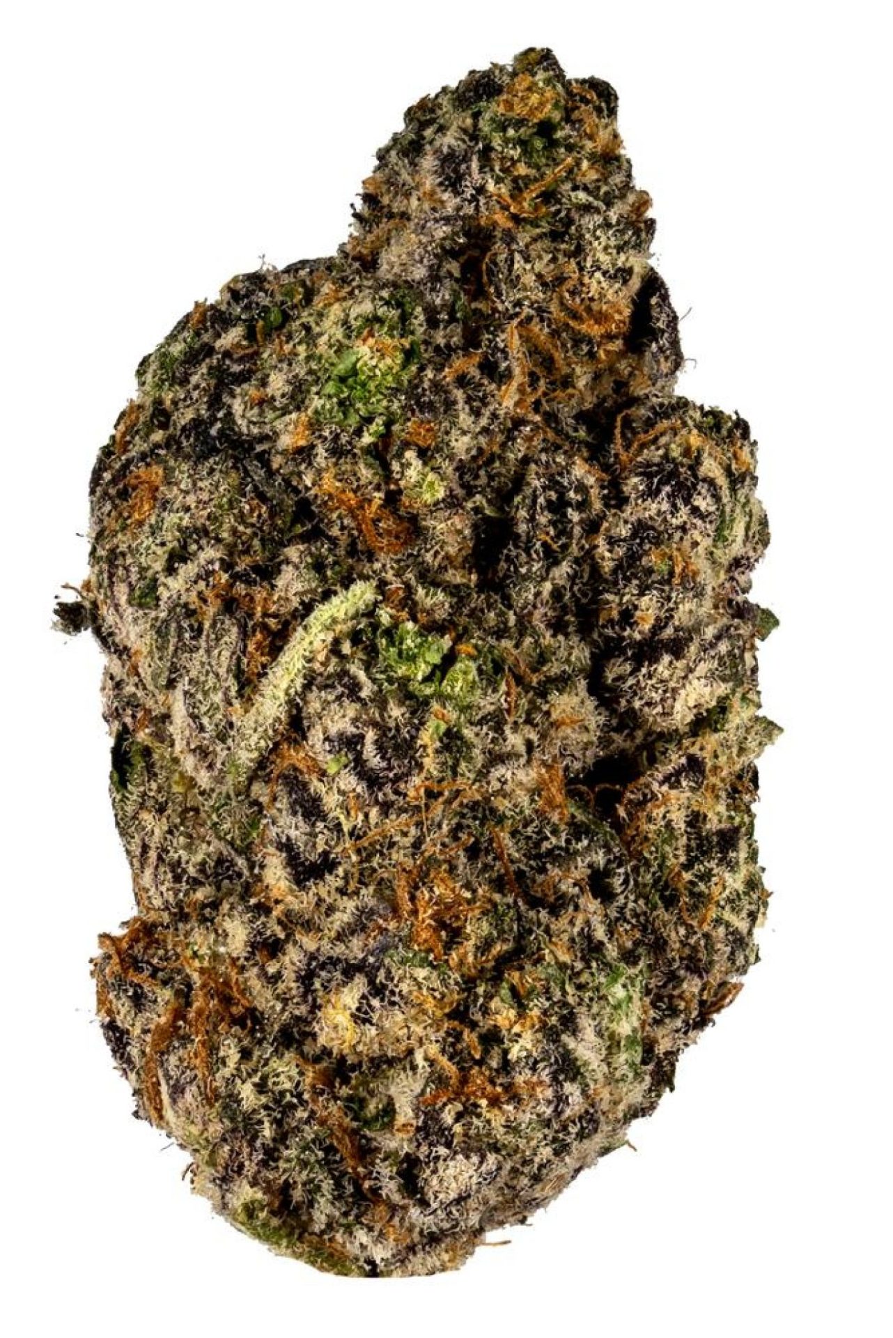 Apple Fritter Hybrid - Image 1