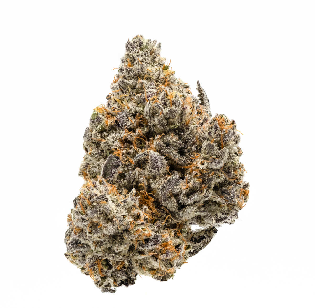 Biscotti Hybrid - Image 1