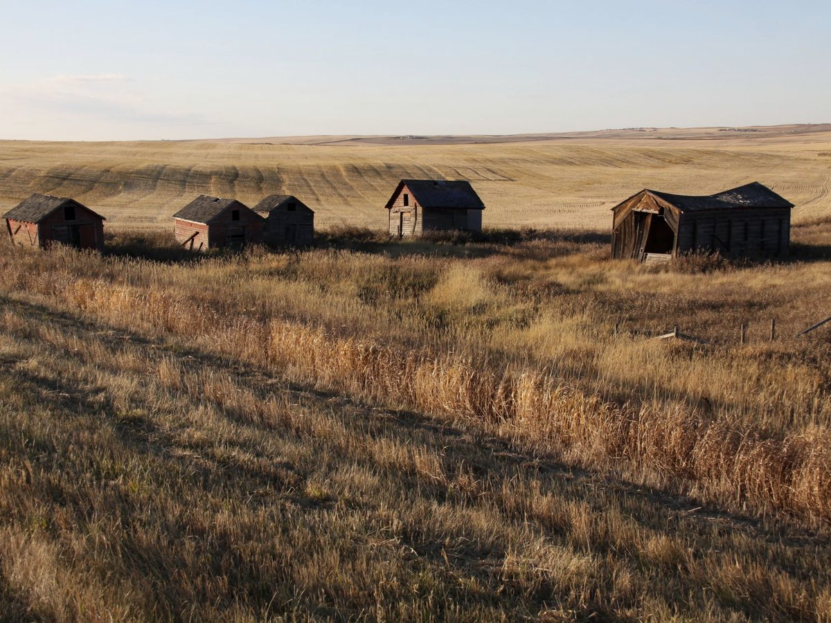 Golden prairie and grain sheds, Alberta