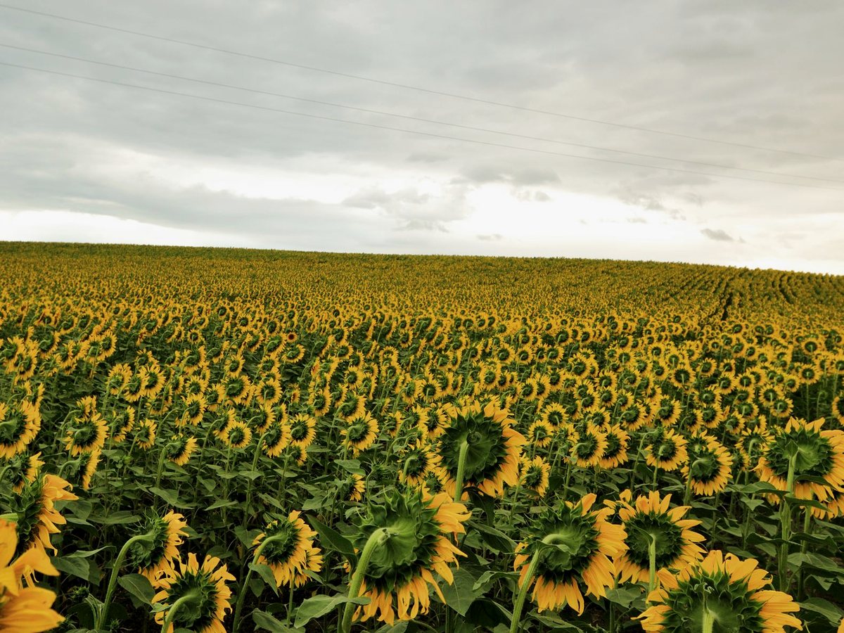 Sunflower field on the Manitoba prairie