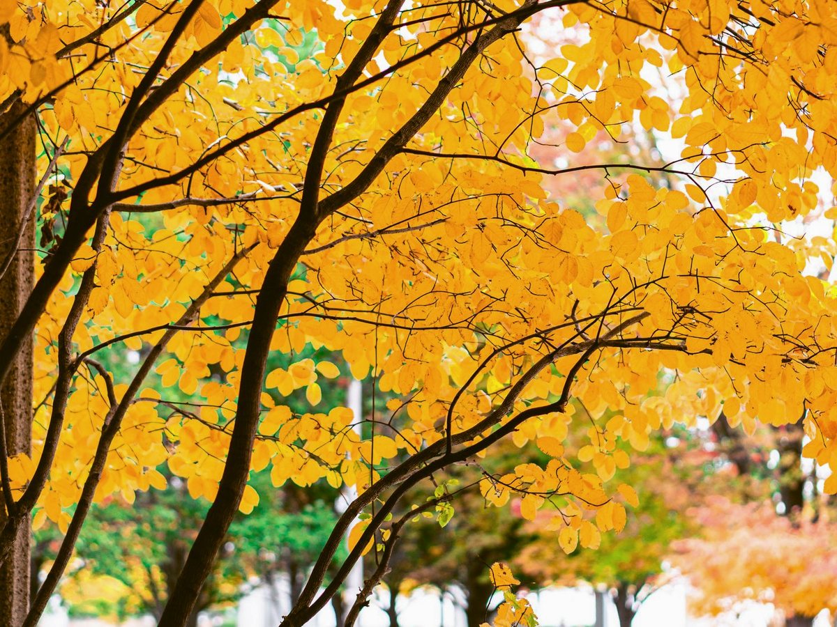 Golden maple canopy in autumn, Ontario